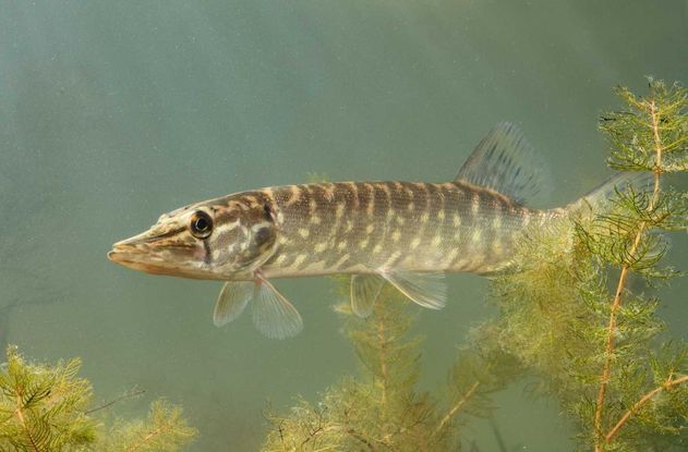 Hole 2 : The Northern Pike (Esox Lucius)