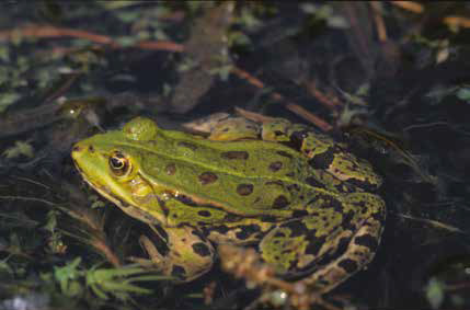 Hole10 : The Green Frog (Rana Ridibunda)