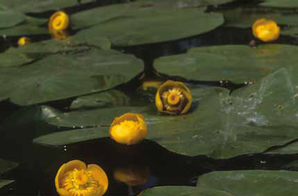 Hole 11 : Yellow Pond Lily (Nuphar Lutea)