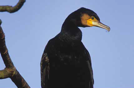 Hole 13 : The Great Cormorant (Phalacrocorax Carbo)