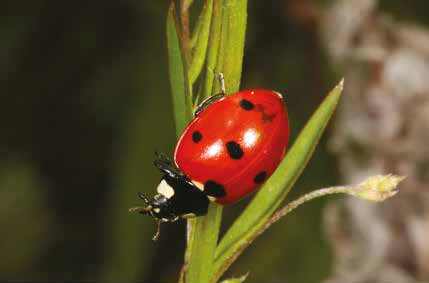 Hole 9 : Seven-Spot Ladybird (Coccinella Septmpunctata)