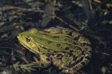 Hole10 : The Green Frog (Rana Ridibunda)