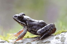 Hole 1 : Common Frog (Rana Temporaria)
