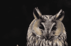 Hole 6 : Long-Eared Owl