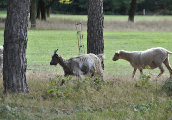 Ontmoeting Rinkven Damme – 02/10/2025