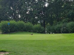 28-29/09/2026 Tweedaags Ladiesreisje naar Arras !